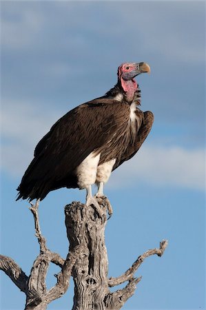 specie - Lappetfaced vulture (Torgos tracheliotus), Etosha National Park, Namibia, Africa Stock Photo - Rights-Managed, Code: 841-05783230