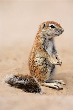 rongeur - Bébé spermophile (Xerus inauris), Kgalagadi Transfrontier Park, Afrique du Sud, Afrique Photographie de stock - Rights-Managed, Code: 841-05783241