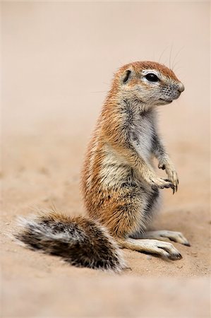 roedor - Bébé spermophile (Xerus inauris), Kgalagadi Transfrontier Park, Afrique du Sud, Afrique Photographie de stock - Rights-Managed, Code: 841-05783241