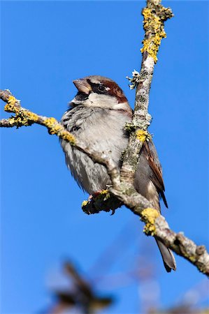 House sparrow (Passer domesticus), United Kingdom, Europe Foto de stock - Con derechos protegidos, Código: 841-05783254