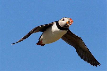 farne islands - Macareux moine (Fratercula arctica), flying, îles Farne, Northumberland, Angleterre, Royaume-Uni, Europe Photographie de stock - Rights-Managed, Code: 841-05783256