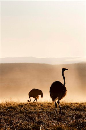 Ostrich (Struthio camelus), in morning mist, Mountain Zebra National Park, Eastern Cape, South Africa, Africa Foto de stock - Con derechos protegidos, Código: 841-05783266