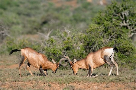 Red hartebeest (Alcelaphus buselaphus), males fighting, Samara private game reserve, Eastern Cape, South Africa, Africa Stock Photo - Rights-Managed, Code: 841-05783268