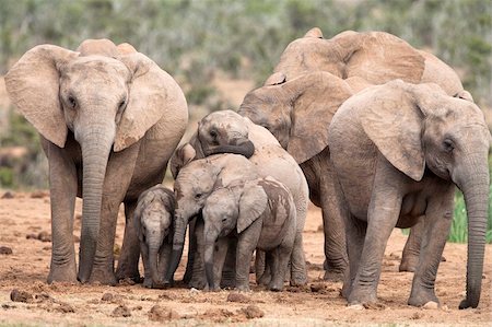 Troupeau d'élevage d'éléphant (Loxodonta africana), Parc National des éléphants d'Addo, Eastern Cape, Afrique du Sud, Afrique Photographie de stock - Rights-Managed, Code: 841-05783269