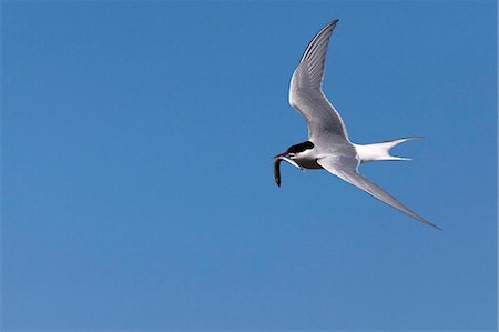 simsearch:841-05783257,k - Arctic tern (Sterna paradisaea), with fish, Farne Islands, Northumberland coast, England, United Kingdom, Europe Foto de stock - Con derechos protegidos, Código: 841-05783260