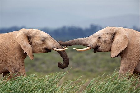 Éléphants (Loxodonta africana), accueil, Parc National Addo, Eastern Cape, Afrique du Sud, Afrique Photographie de stock - Rights-Managed, Code: 841-05783271