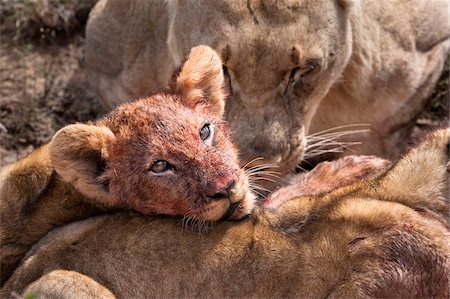 Lion cub (Panthera leo) on kill, Kwandwe private reserve, Eastern Cape, South Africa, Africa Fotografie stock - Rights-Managed, Codice: 841-05783285