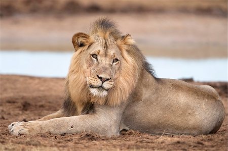 Männlichen Löwen (Panthera Leo), Addo Nationalpark, Eastern Cape, Südafrika, Afrika Stockbilder - Lizenzpflichtiges, Bildnummer: 841-05783281
