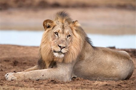 Male lion (Panthera leo), Addo National Park, Eastern Cape, South Africa, Africa Stock Photo - Rights-Managed, Code: 841-05783281