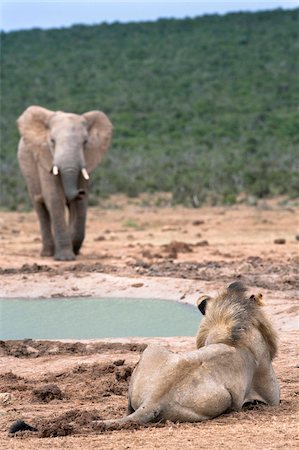 pictures of elephants in water - Male lion (Panthera leo), Addo National Park, Eastern Cape, South Africa, Africa Stock Photo - Rights-Managed, Code: 841-05783282