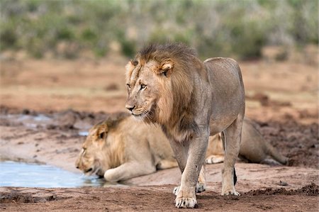 point d'eau - Lions mâles Panthera leo), le Parc National Addo, Eastern Cape, Afrique du Sud, Afrique Photographie de stock - Rights-Managed, Code: 841-05783283