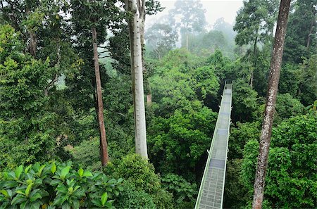 Passage couvert, centre de découverte de forêt tropicale de Sepilok, Sabah, Borneo, Malaisie, Asie du sud-est, Asie Photographie de stock - Rights-Managed, Code: 841-05783436