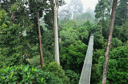 sabah borneo - Canopy Walkway, Sepilok Rainforest Discovery Center, Sabah, Borneo, Malaysia, Southeast Asia, Asia Stock Photo - Rights-Managed, Code: 841-05783436