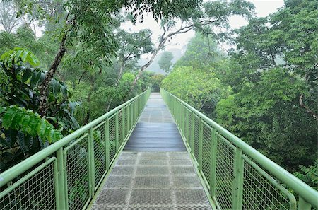 Passage couvert, centre de découverte de forêt tropicale de Sepilok, Sabah, Borneo, Malaisie, Asie du sud-est, Asie Photographie de stock - Rights-Managed, Code: 841-05783433