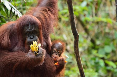 Orangs-outans (Pongo Bornéo), réserve de faune Semenggoh, Sarawak, Bornéo, Malaisie, Asie du sud-est, Asie Photographie de stock - Rights-Managed, Code: 841-05783444