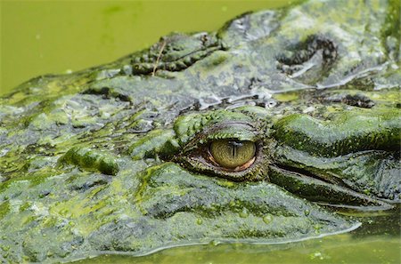 reptile eyes close up - Saltwater (estuarine) crocodile (Crocodylus porosus), Sarawak, Borneo, Malaysia, Southeast Asia, Asia Stock Photo - Rights-Managed, Code: 841-05783446