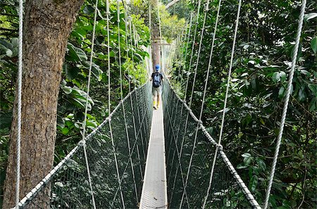 Canopy walk, Taman Negara National Park, Pahang, Malaysia, Southeast Asia, Asia Foto de stock - Con derechos protegidos, Código: 841-05783454