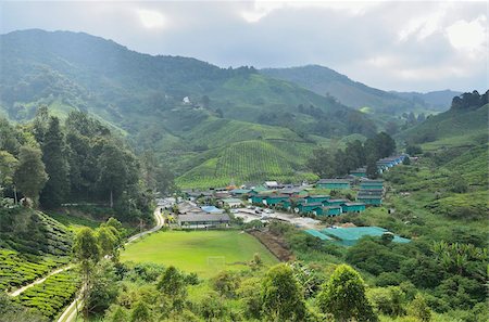 Tea Plantation, Cameron Highlands, Perak, Malaysia, Southeast Asia, Asia Foto de stock - Con derechos protegidos, Código: 841-05783458