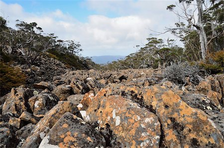 simsearch:841-09108168,k - Moraine, Mount Field National parc, UNESCO World Heritage Site, Tasmanie, Australie, Pacifique Photographie de stock - Rights-Managed, Code: 841-05783539