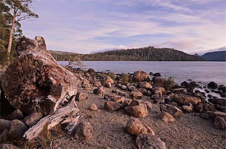 Shore of Lake St. Clair, Cradle Mountain-Lake St. Clair National Park, UNESCO World Heritage Site, Tasmania, Australia, Pacific Stock Photo - Rights-Managed, Code: 841-05783563