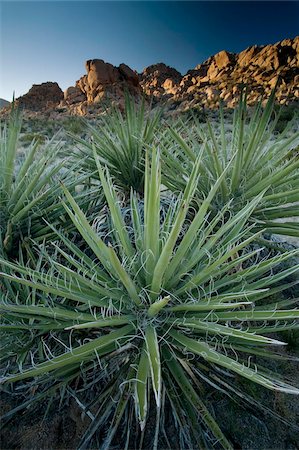 Yucca plante, Joshua Tree National Park, California, États-Unis d'Amérique, l'Amérique du Nord Photographie de stock - Rights-Managed, Code: 841-05783632