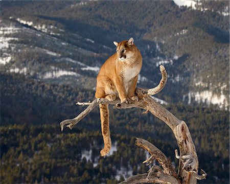 simsearch:841-03674400,k - Mountain Lion (Cougar) (Felis concolor) in a tree in the snow, in captivity, near Bozeman, Montana, United States of America, North America Foto de stock - Con derechos protegidos, Código: 841-05783647