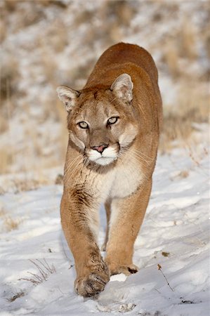 puma - Couguar (PUMA) (Felis concolor) dans la neige, en captivité, près de Bozeman, Montana, États-Unis d'Amérique, l'Amérique du Nord Photographie de stock - Rights-Managed, Code: 841-05783649