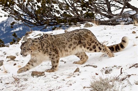 simsearch:841-03674313,k - Snow Leopard (Uncia uncia) in the snow, in captivity, near Bozeman, Montana, United States of America, North America Foto de stock - Con derechos protegidos, Código: 841-05783652