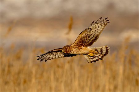Female northern harrier (Circus cyaneus) in flight while hunting, Farmington Bay, Utah, United States of America, North America Stock Photo - Rights-Managed, Code: 841-05783674