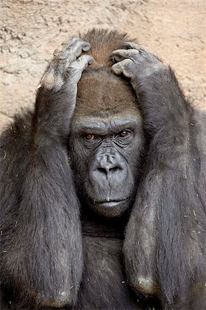 Gorille des plaines occidental (Gorilla gorilla gorilla) en captivité, Rio Grande Zoo, parc biologique Albuquerque, Albuquerque, Nouveau-Mexique, États-Unis d'Amérique, Amérique du Nord Photographie de stock - Rights-Managed, Code: 841-05783694