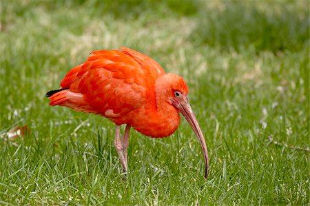 Ibis rouge (Eudocimus ruber) en captivité, Rio Grande Zoo, parc biologique Albuquerque, Albuquerque, Nouveau-Mexique, États-Unis d'Amérique, Amérique du Nord Photographie de stock - Rights-Managed, Code: 841-05783695