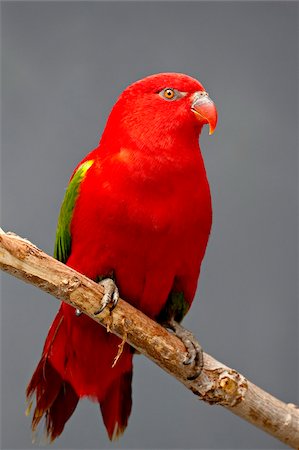 Bavardage lory (Lorius garrulus) en captivité, Rio Grande Zoo, parc biologique Albuquerque, Albuquerque, Nouveau-Mexique, États-Unis d'Amérique, Amérique du Nord Photographie de stock - Rights-Managed, Code: 841-05783701