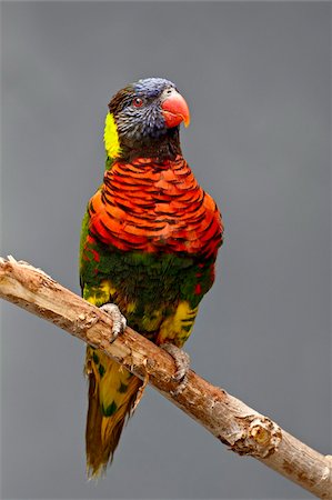 Regenbogen Lorikeet (Trichoglossus Haematodus) in Gefangenschaft, Rio Grande Zoo, Albuquerque Biological Park, Albuquerque, New Mexico, Vereinigte Staaten von Amerika, Nordamerika Stockbilder - Lizenzpflichtiges, Bildnummer: 841-05783702