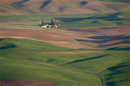 palouse - Rolling hills, The Palouse, Whitman County, état de Washington, États-Unis d'Amérique, Amérique du Nord Photographie de stock - Rights-Managed, Code: 841-05783717