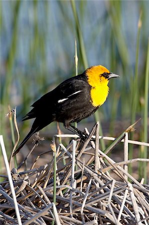 Male yellow-headed blackbird (Xanthocephalus xanthocephalus), Bear River Migratory Bird Refuge, Utah, United States of America, North America Foto de stock - Direito Controlado, Número: 841-05783711