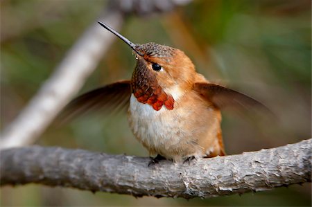 Rufous hummingbird (Selasphorus rufus), near Nanaimo, British Columbia, Canada, North America Foto de stock - Con derechos protegidos, Código: 841-05783727