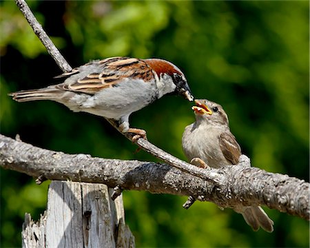 Male house sparrow (Passer domesticus) feeding a chick, near Saanich, British Columbia, Canada, North America Stock Photo - Rights-Managed, Code: 841-05783743