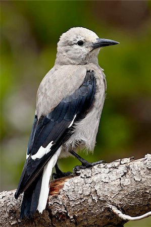 simsearch:841-03868768,k - Clark's nutcracker (Nucifraga columbiana), Manning Provincial Park, British Columbia, Canada, North America Stock Photo - Rights-Managed, Code: 841-05783757