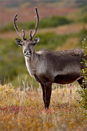 Porcupine caribou (Grant's caribou) (Rangifer tarandus granti) cow among fall colors, Denali National Park and Preserve, Alaska, United States of America, North America Stock Photo - Rights-Managed, Code: 841-05783813