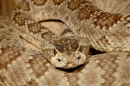 snake - Mojave rattlesnake (Mohave Rattlesnake) (Mojave Diamond Rattlesnake) (Desert Diamond Back) (Crotalus scutulatus) in captivity, Arizona Sonora Desert Museum, Tucson, Arizona, United States of America, North America Stock Photo - Rights-Managed, Code: 841-05783888