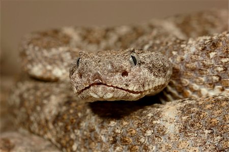 simsearch:841-03869110,k - Moucheté rattlesnake (Crotalus mitchellii) en captivité, Arizona Sonora Desert Museum, Tucson, Arizona, États-Unis d'Amérique, l'Amérique du Nord Photographie de stock - Rights-Managed, Code: 841-05783890
