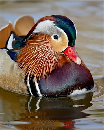 pico - Mandarin duck (Aix galericulata) drake in captivity, Rio Grande Zoo, Albuquerque Biological Park, Albuquerque, New Mexico, United States of America, North America Foto de stock - Con derechos protegidos, Código: 841-05783928