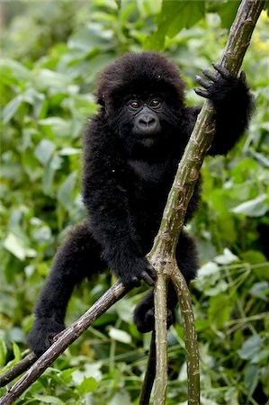 Infant mountain gorilla (Gorilla gorilla beringei) from the Kwitonda group climbing a vine, Volcanoes National Park, Rwanda, Africa Foto de stock - Con derechos protegidos, Código: 841-05783945
