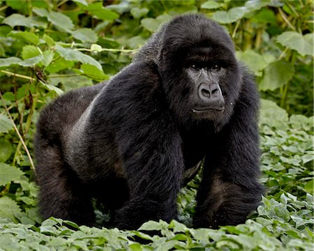 Silverback gorilla (Gorilla gorilla beringei) montagne du groupe Umubano nommé Charles, Parc National des volcans, Rwanda, Afrique Photographie de stock - Rights-Managed, Code: 841-05783946