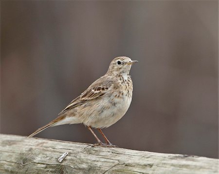 simsearch:841-03869070,k - Pipit d'Amérique (Anthus rubescens rubescens), San Jacinto Wildlife Area, Californie, États-Unis d'Amérique, Amérique du Nord Photographie de stock - Rights-Managed, Code: 841-05783950