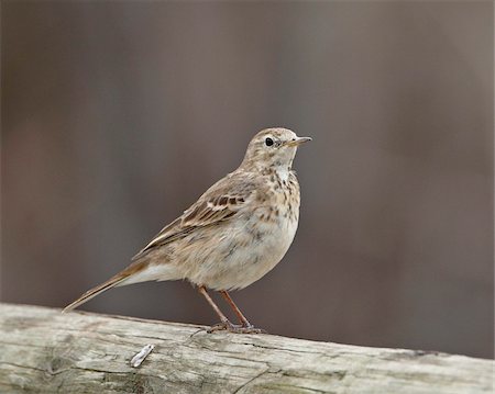 simsearch:841-03674426,k - Pipit d'Amérique (Anthus rubescens rubescens), San Jacinto Wildlife Area, Californie, États-Unis d'Amérique, Amérique du Nord Photographie de stock - Rights-Managed, Code: 841-05783950