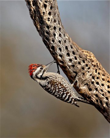 Male ladder-backed woodpecker (Picoides scalaris), The Pond, Amado, Arizona, United States of America, North America Stock Photo - Rights-Managed, Code: 841-05783960