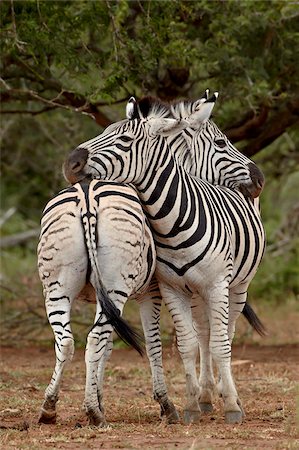 Two Chapman's zebra (Plains zebra) (Equus burchelli antiquorum) resting, Imfolozi Game Reserve, South Africa, Africa Stock Photo - Rights-Managed, Code: 841-05783975