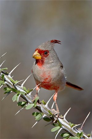 Cardinal pyrrhuloxia mâle (Cardinalis sinuatus), l'étang, Amado, Arizona, États-Unis d'Amérique, l'Amérique du Nord Photographie de stock - Rights-Managed, Code: 841-05783986