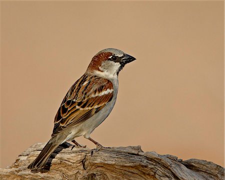 simsearch:6119-08269134,k - House sparrow (Passer domesticus), The Pond, Amado, Arizona, United States of America, North America Foto de stock - Con derechos protegidos, Código: 841-05783989